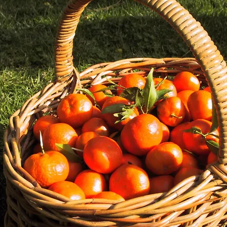 Finca Cas Sant-2